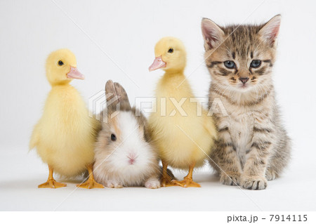 Kitten, ducklings, and rabbit, studio shot 7914115