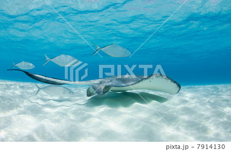 Ray and fish swimming underwater 7914130