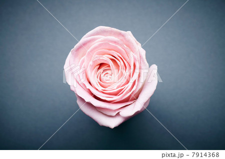Close up of flower petals Close up of flower petals 7914368