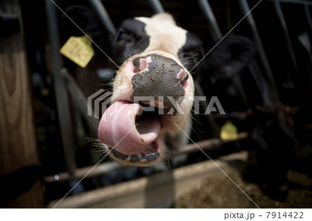 Close up of cow's nose and tongue 7914422
