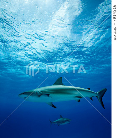 Reef sharks swimming underwater 7914516