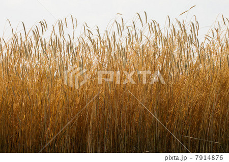 Field of tall wheat Field of tall wheat 7914876
