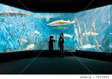 Children watching fish in aquarium Children watching fish in aquarium 7915003