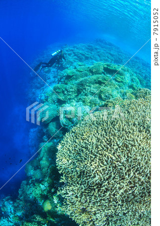 Diver swimming in coral reef 7915052