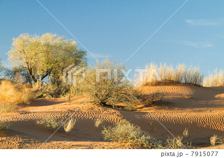 Sand dunes, Kalahari Desert, Southern Africa, Africa 7915077