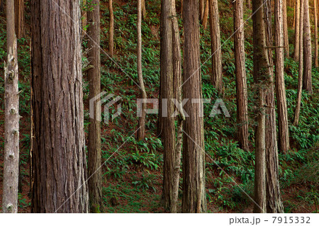 Trees growing in forest 7915332