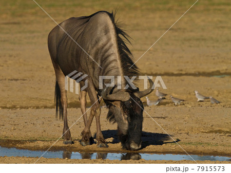 Wildebeest drinking, Kgalagadi Transfrontier Park, Africa 7915573