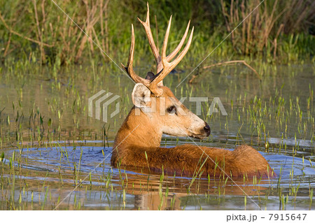 Marsh deer stag Marsh deer stag 7915647