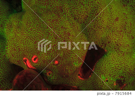 Fluorescence in coral reef 7915684