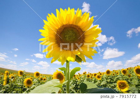 Sunflower field 7915772