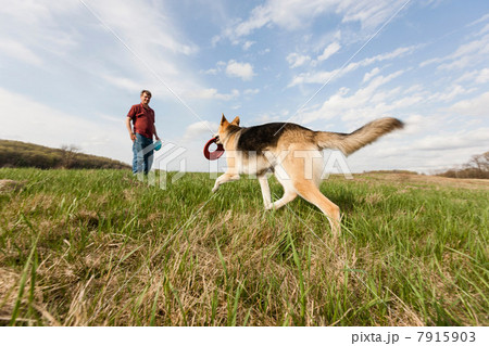 Man training alsatian dog with frisbees Man training alsatian dog with frisbees 7915903
