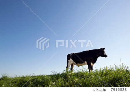 Cow against blue sky 7916028