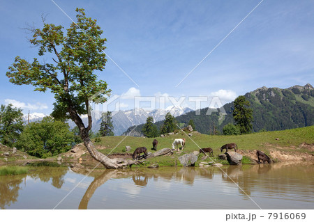 Horses by lake, Kullu Valley, Himachal Pradesh, India Horses by lake, Kullu Valley, Himachal Pradesh, India 7916069
