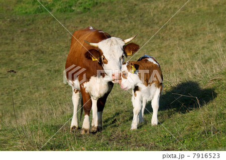 Cow and calf in field 7916523