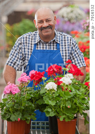 Mature gardener working in garden centre, smiling Mature gardener working in garden centre, smiling 7916532