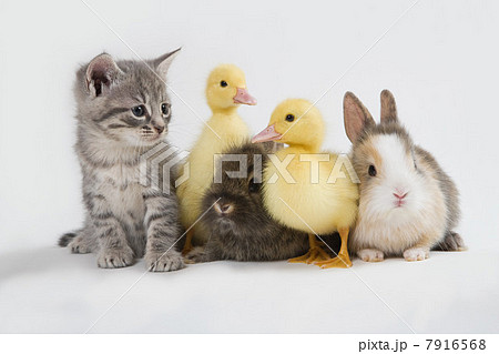 Kitten, rabbits and duckling, studio shot 7916568