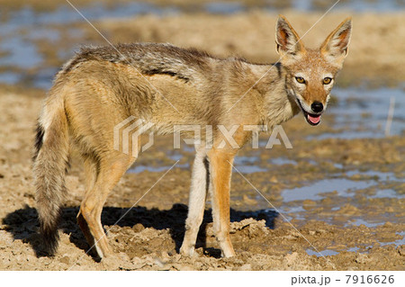 Black backed jackyl, portrait Black backed jackyl, portrait 7916626