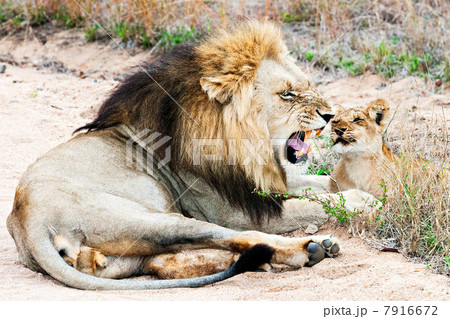 Lion and cub, kruger national park, south africa 7916672