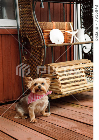 Dog with bandana Dog with bandana 7916843