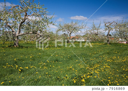 Apple orchard 7916869