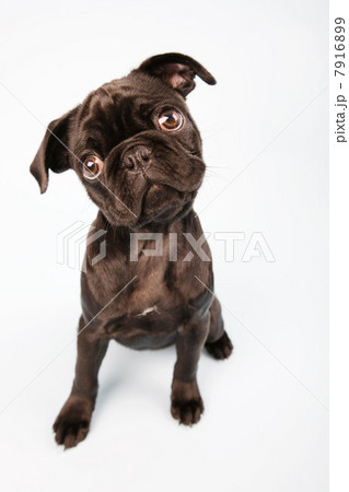 Pug dog sitting down, portrait 7916899