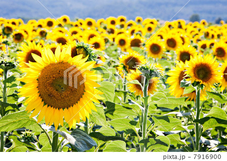 Field of sunflowers, close up 7916900