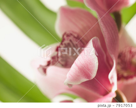 Pink flower, close up 7917053