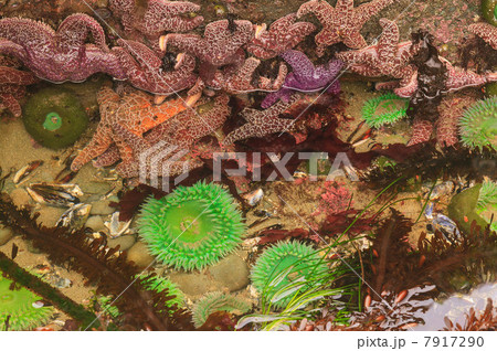 Giant Green Anemones and Pisaster Sea Stars in intertidal zone at low tide, Shi-Shi Beach, Olympic National Park, Washington, USA Giant Green Anemones and Pisaster Sea Stars in intertidal zone at low tide, Shi-Shi Beach, Olympic National Park, Washington, USA 7917290