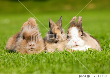 Three rabbits sitting on grass 7917306