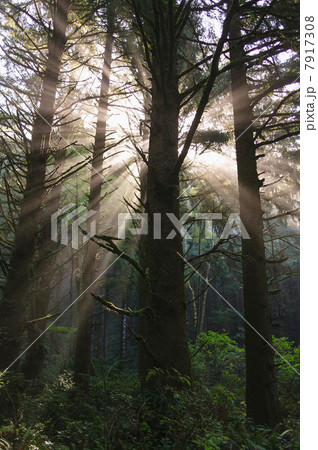 Sunbeams in rainforest near Hoh Rainforest, Olympic National Park, Washington, USA 7917308