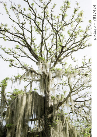 Tree with hanging foliage 7917424