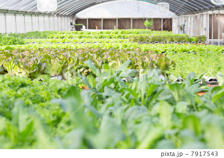 Lettuce leaves growing in nursery 7917543