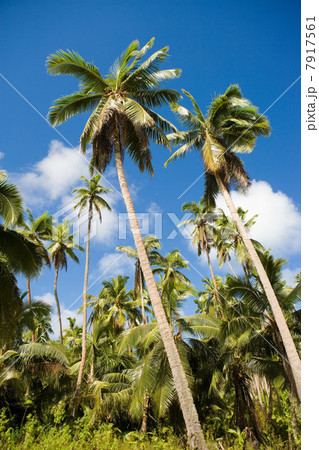 Palm trees 7917561