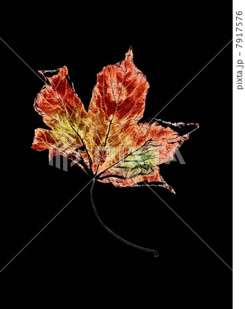 Close up of dried autumn leaf 7917576