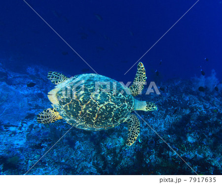 Sea turtle swimming in coral reef 7917635