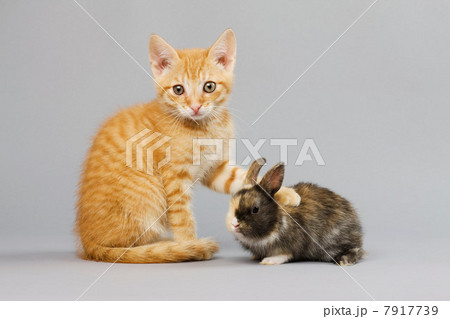 Kitten and rabbit 7917739