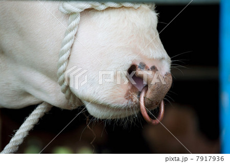 Herefordshire bull, close up Herefordshire bull, close up 7917936
