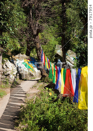 Buddhist prayer flags, Tsuglagkhang temple, McLeod Ganj, Himachal Pradesh, India Buddhist prayer flags, Tsuglagkhang temple, McLeod Ganj, Himachal Pradesh, India 7917954