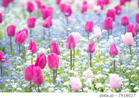 Pink tulips 7918027