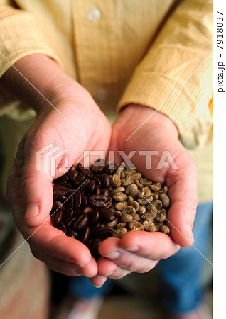 Cupped hands holding coffee beans Cupped hands holding coffee beans 7918037