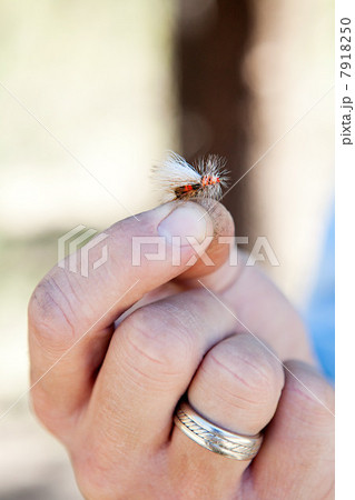 Man holding imitation fly for fishing, Colorado, USA 7918250