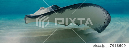 Ray swimming underwater 7918609