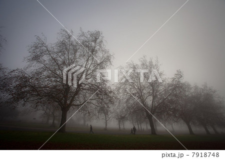 Bare trees in misty park 7918748