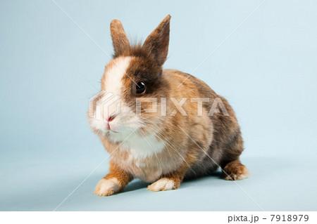 One rabbit, studio shot 7918979