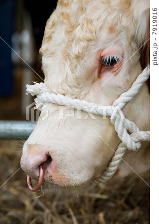 Herefordshire bull, close up 7919016
