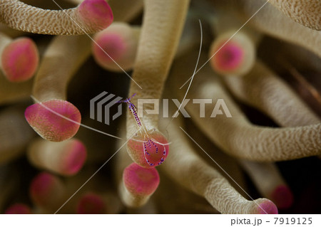 Close up of underwater animal 7919125