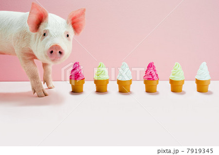 Piglet next to row of toy ice cream cones, studio shot 7919345