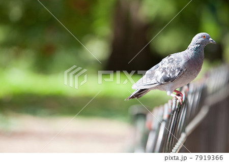 Pigeon perched on a fence 7919366