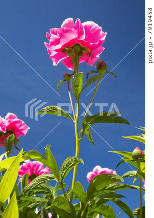 Close up of pink flowers outdoors 7919458