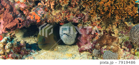 Eels peering out of coral reef 7919486